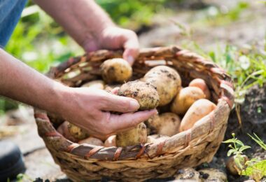 Why farms should consider growing mushrooms