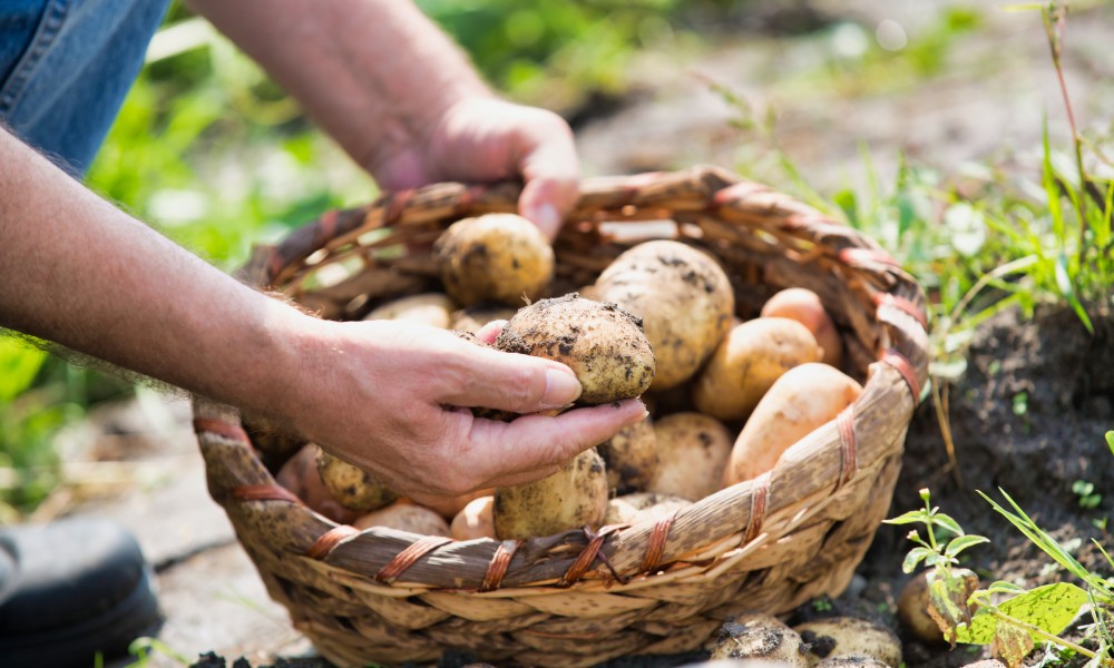 Why farms should consider growing mushrooms
