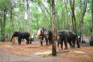 Kottur Elephant Rehabilitation Center