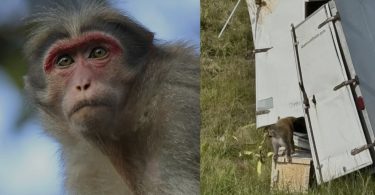 three monkeys missing Jasper County truck crash