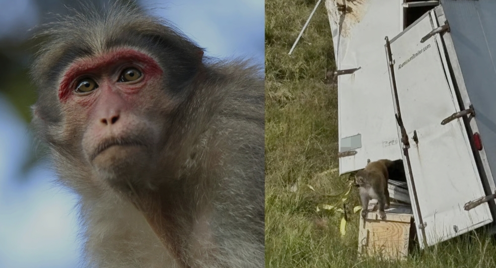 three monkeys missing Jasper County truck crash