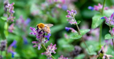 A small, ginger carder bee is currently pollinating rows of purple catmint growing all over the outdoors.