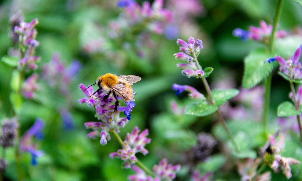 A small, ginger carder bee is currently pollinating rows of purple catmint growing all over the outdoors.