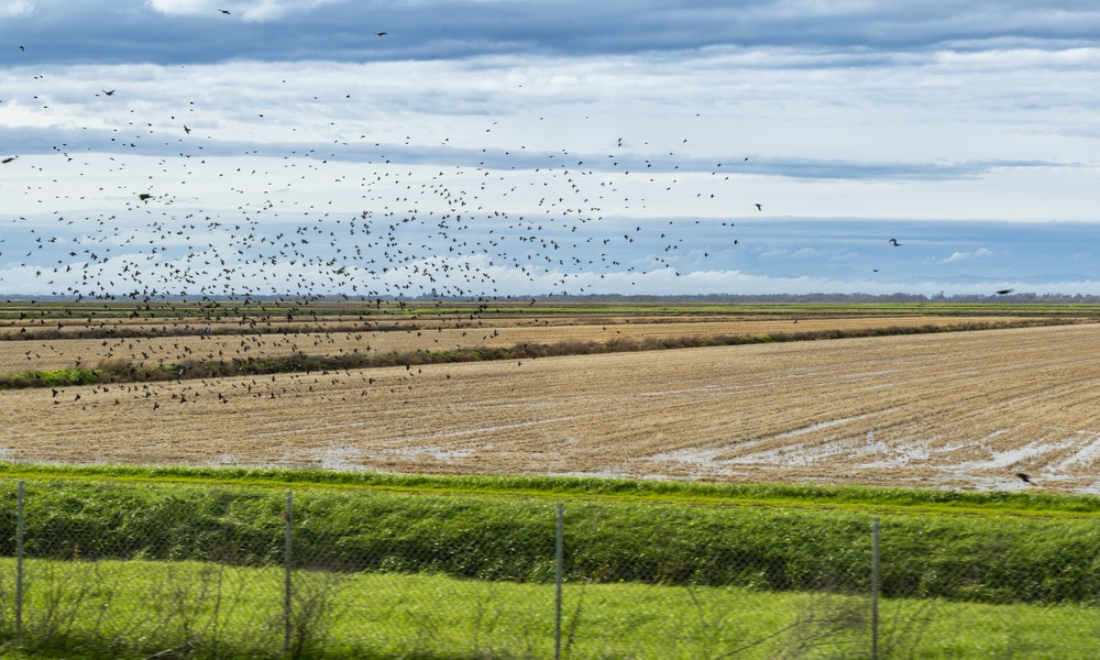 A view of a field with dried crops, and there are birds in flight near the field of crops on a cloudy day.