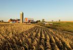 A large field covered in dry wheat plants with a large farm and a silo in the background during a sunny day.