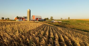 A large field covered in dry wheat plants with a large farm and a silo in the background during a sunny day.