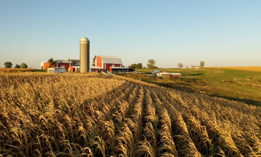 A large field covered in dry wheat plants with a large farm and a silo in the background during a sunny day.