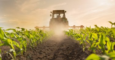 A tractor driving through rows of young green corn plants, raising dust beneath a bright sun in a field.