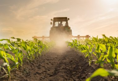 A tractor driving through rows of young green corn plants, raising dust beneath a bright sun in a field.