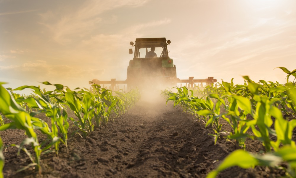 A tractor driving through rows of young green corn plants, raising dust beneath a bright sun in a field.