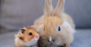 a small brown and white hamster sitting beside a tan rabbit with upright ears on a gray surface with a blurred background.