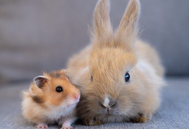 a small brown and white hamster sitting beside a tan rabbit with upright ears on a gray surface with a blurred background.