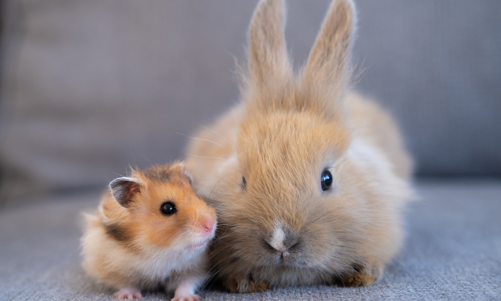 a small brown and white hamster sitting beside a tan rabbit with upright ears on a gray surface with a blurred background.