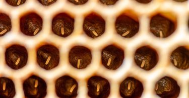 A close-up of wax honeycomb cells with small pale bee eggs resting inside dark amber circular chambers.