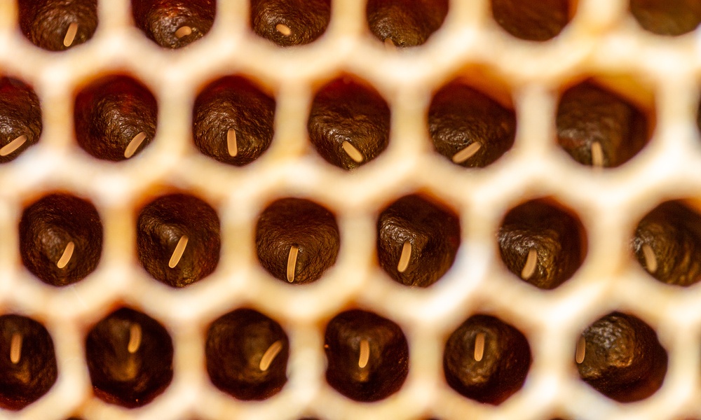 A close-up of wax honeycomb cells with small pale bee eggs resting inside dark amber circular chambers.
