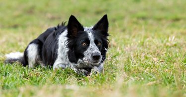 A border collie with black and white speckled fur lying down in a field of tall grass with their ears at attention.