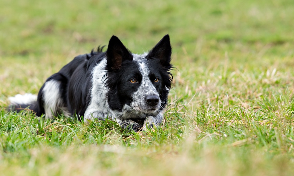 A border collie with black and white speckled fur lying down in a field of tall grass with their ears at attention.