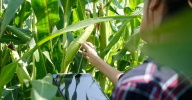 A farmer holding a tablet inspects a green plant growing in a large crop outside on a bright, sunny day.