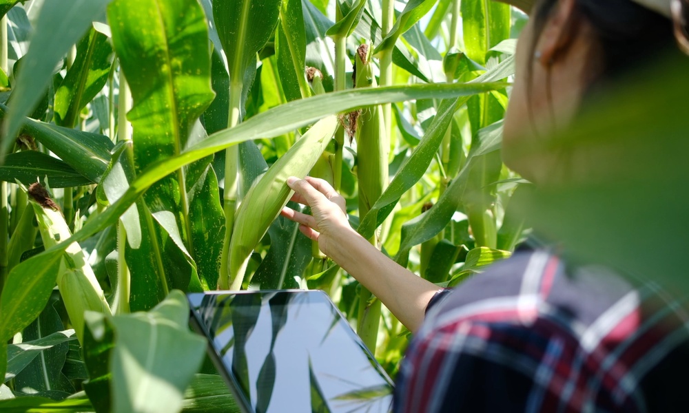 A farmer holding a tablet inspects a green plant growing in a large crop outside on a bright, sunny day.