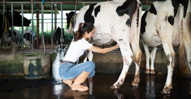 Woman hand-milks a black-and-white dairy cow into a metal can while other cows stand inside a covered barn.