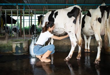 Woman hand-milks a black-and-white dairy cow into a metal can while other cows stand inside a covered barn.