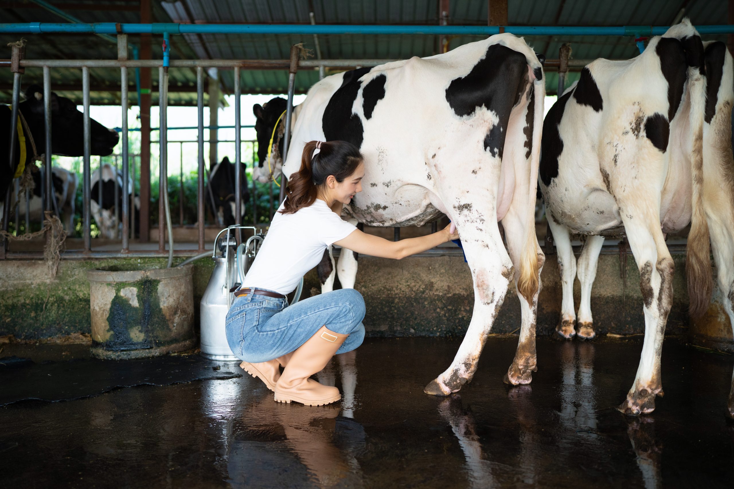 Woman hand-milks a black-and-white dairy cow into a metal can while other cows stand inside a covered barn.