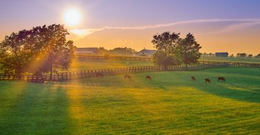 A wide landscape view of a large horse ranch at sunset with horses grazing in one of the fields surrounded by a fence.