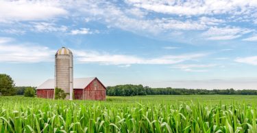 Green stalks of corn are growing in a field. A brown silo and a red barn appear behind the field of corn.