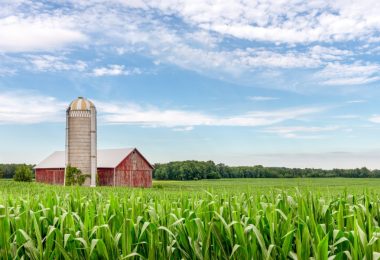 Green stalks of corn are growing in a field. A brown silo and a red barn appear behind the field of corn.