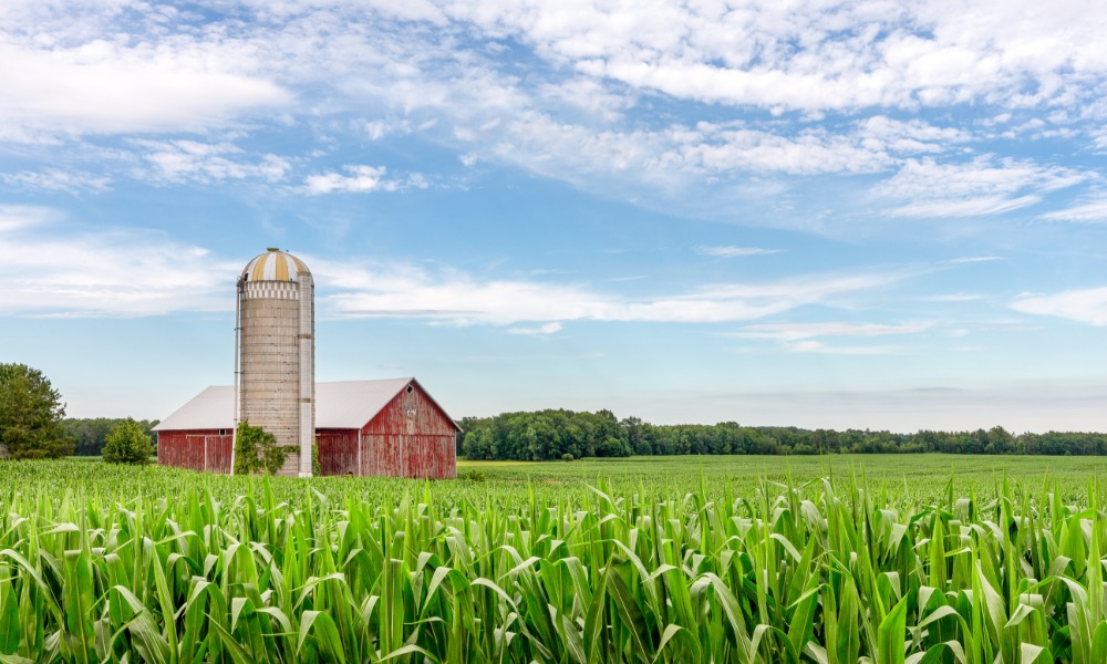 Green stalks of corn are growing in a field. A brown silo and a red barn appear behind the field of corn.