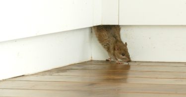 A small rat coming out from underneath a cabinet inside of a house. He is halfway out of an unseen hole in the wood.