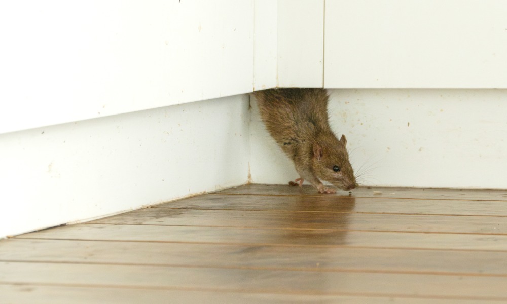 A small rat coming out from underneath a cabinet inside of a house. He is halfway out of an unseen hole in the wood.